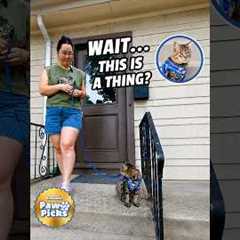 Paw Picks: Travel Cat Harness