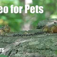 Cat TV for Pets to Watch 🐱 - Chipmunks, Squirrels and Animals in the Forest - Sept 17, 2026
