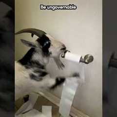 Goat Headbutts Son While Munching on Toilet Paper