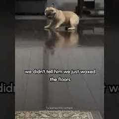 Silly Dog Slides Across Hardwood Floor