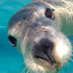 You Never Expect These Sea Lions and Seals to Be This Hilarious 🤣