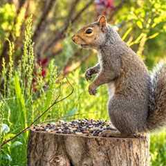 The Stump Café – 10 Hours of Squirrels & Nature Sounds