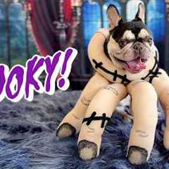 🎃It’s Spooky Season! Funny Halloween Pet Reactions🎃