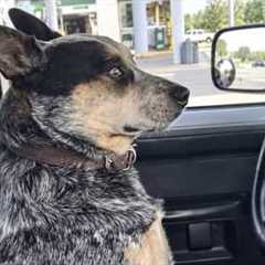 Meet the Most BOSSY but Hilarious Dog 😂 Funny BLUE HEELER!