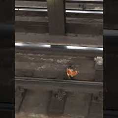 Rats Play Tug Of War With Pizza #PizzaRatDay