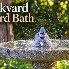     The Dove Spa 🕊️ | 10 Hours at the Bird Bath