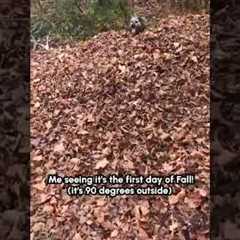 Playful Pup Dives Into Pile Of Leaves