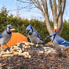 Blue Jays & Friends - The Great Autumn Feast