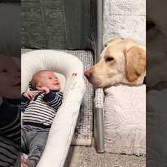 Dogs see babies for the first time 🐶 #dog #doglover #lover #fyp