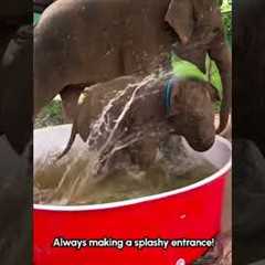 Appreciating Baby Elephants!