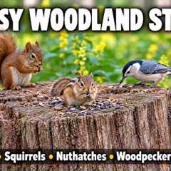 Woodland Visitors at the Stump | Chipmunks, Nuthatches, Woodpeckers & Squirrels | 10 Hours