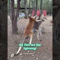 Kangaroo WWE Brawl
