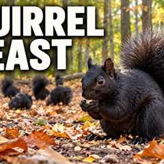 Black Squirrels Gather for a Fall Feast | Peaceful Autumn Wildlife