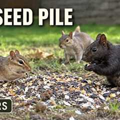 A Busy Day at the Seed Pile | Chipmunks & Squirrels (10 Hours)