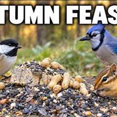 An Autumn Feast for Chickadees, Blue Jays & Chipmunks 🍂