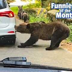 Fat Bear Week Chaos! | The FUNNIEST Pets of the Month