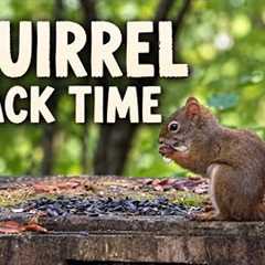 Monday Morning Reset ☕ A Squirrel’s Quiet Breakfast | Relaxing Nature