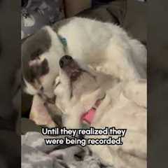 Cat Smacks Dog for Moving Too Much While Licking Him
