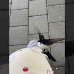 Willie Wagtail Bird Mistakes Fruit Prints on Pants for Food