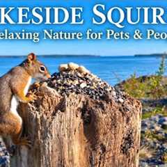 Lakeside Squirrel Finds a Feast | Relaxing Nature for Pets & People