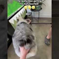 Australian Shepherd LOVES Butt Scratches!