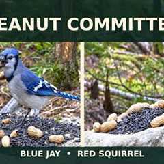 The Peanut Committee Has Arrived 🥜 | Blue Jay & Red Squirrel