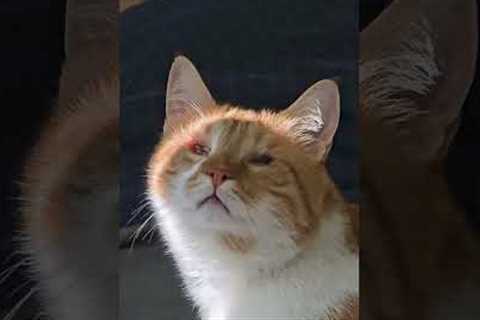 Blind Cat Enjoys Warm Spot of Sunshine