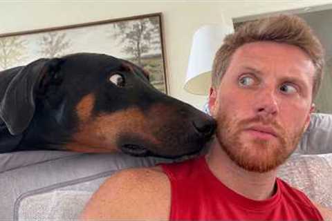 When Your 130-Pound Dog Thinks He’s The Tiniest Dog!