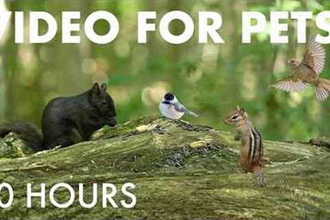 Chipmunks, Birds and Squirrels in a Canadian Forest - 10 Hour Cat TV for Pets 🐱 - Sept 01, 2026