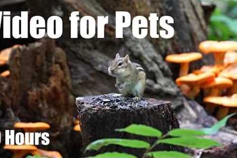 Cat TV for Pets to Watch 🐱 - Chipmunks and Forest Friends Among the Wild Mushrooms - Sept 02, 2026