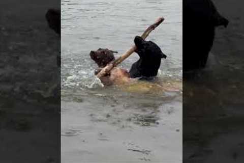 Who will win? 3 dogs or 1 stick 🪾🐕🤣 #Dogs #Labradors #Funny #StickSeason