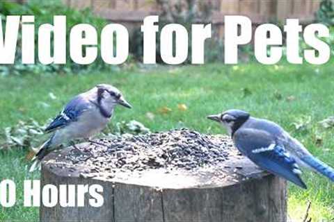 Relaxing Video for Pets and People - 10 hours of Chipmunks, Jays and Backyard Birds - Sept 03, 2026