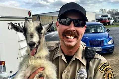 When Hilarious Animals Decide To Mess With The Cops! 🤣 👮