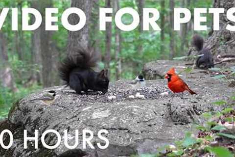 Woodpeckers, Cardinals and Animals in the forest - 10 Hour Cat TV for Pets 🐱 - Sept 04, 2026