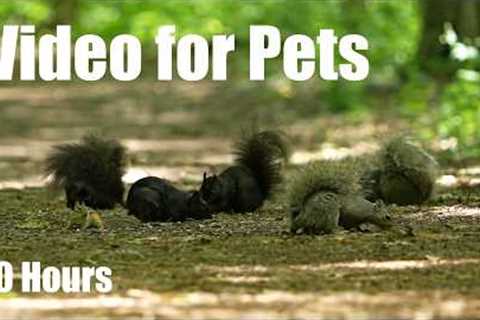 Cat TV for Pets to Watch 🐱 - 10 hours of Birds, Squirrels and Forest Friends - Sept 05, 2026