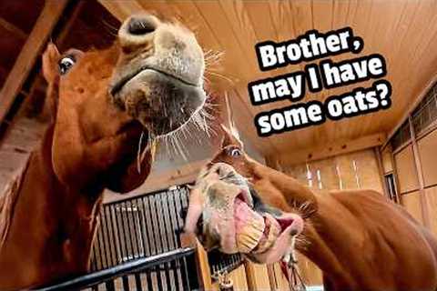 My Horses Are Conspiring Against Me | Funny Horse Video Compilation