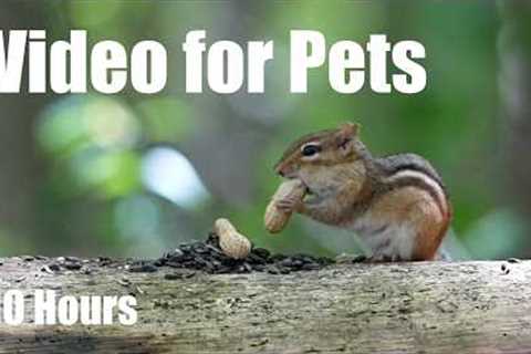 Sunday Morning Brunch for Hungry Birds and Chipmunks - 10 Hour Cat TV for Pets 🐱 - Sept 06, 2026