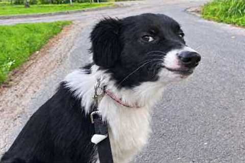 Don’t Let Their Smarts Fool You... These Border Collies are Hilarious! 🤣