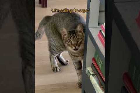 “What are you doing in my HoUsE?!” - 🐈‍⬛ #Cat #Funny #CatShorts #Pets