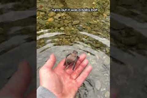 Did you know bats can swim?! 🤯
