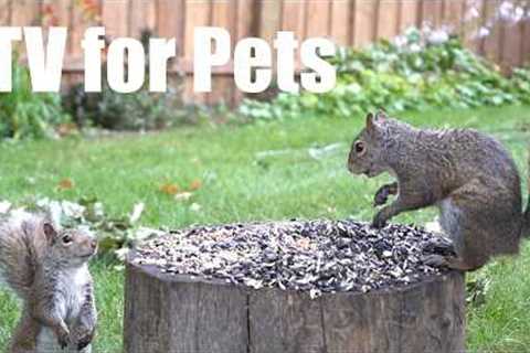 Cat TV for Pets to Watch 🐱 - 10 Hours of Chipmunks, Birds and Squirrels - Sept 07, 2026