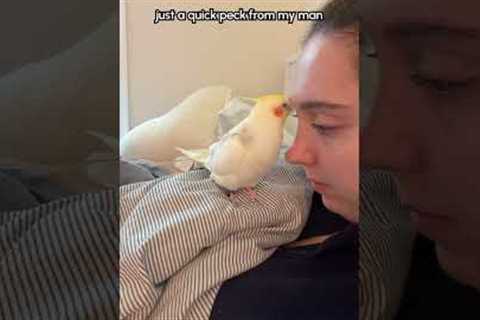 This is cannoli. She loves to play this game with her mom! #Bird #Cockatiel
