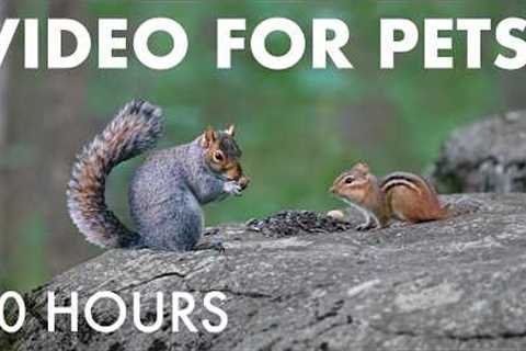 Cat TV for Pets to Watch 🐱 - 10 Hours of Birds and Forest Friends in Harmony - Sept 08, 2026
