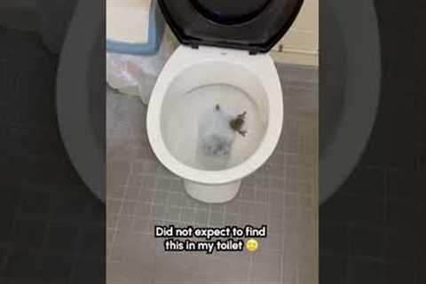 Frog Found Hiding Inside Toilet 🐸😱