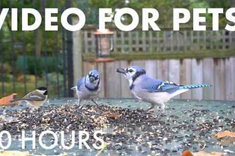 Blue Jays, Cardinals and Animals to Relax Your Pet - 10 Hour Cat TV for Pets 🐱 - Sept 09, 2026