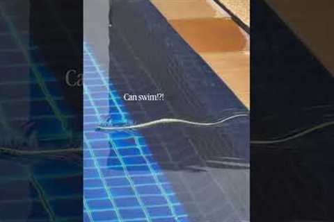 Super Fast Snake Swims Across Pool!