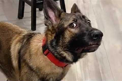 They Look Tough... But These Malinois Are Absolute Comedians 🤣Funny BELGIAN MALINOIS