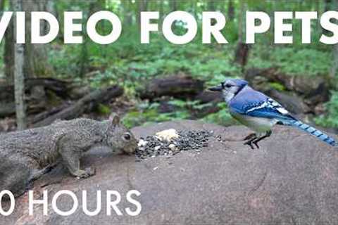 Relaxing Video for Pets and People - 10 Hours of Birds, Squirrels and Forest Friends - Sept 11, 2026
