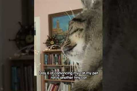 Sweet Cat Gently Reaches For Pet Rat