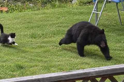 The Unbelievable Things Wild Animals Do in Your Backyard…😂